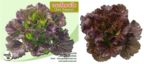 เมล็ดผักสลัดเรดปัตตาเวีย (Red batavia)