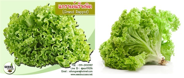 เมล็ดผักกาดหอม (Grand rapid)  | seedsuccess (ซีดซักเซส) - เขื่องใน อุบลราชธานี