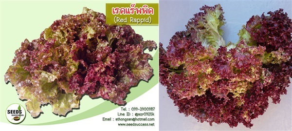 เมล็ดผักสลัดเรดแรปปิด (Red rappid) | seedsuccess (ซีดซักเซส) - เขื่องใน อุบลราชธานี