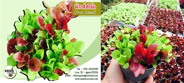 เมล็ดพันธุ์มิกซ์สลัด (Mixs Salad) | seedsuccess (ซีดซักเซส) - เขื่องใน อุบลราชธานี