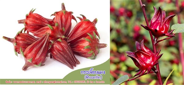 เมล็ดพันธุ์กระเจี๊ยบแดง (Roselle)  | seedsuccess (ซีดซักเซส) - เขื่องใน อุบลราชธานี