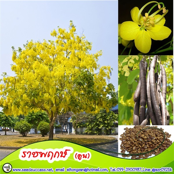 เมล็ดราชพฤกษ์(คูน) (Golden shower) | seedsuccess (ซีดซักเซส) - เขื่องใน อุบลราชธานี