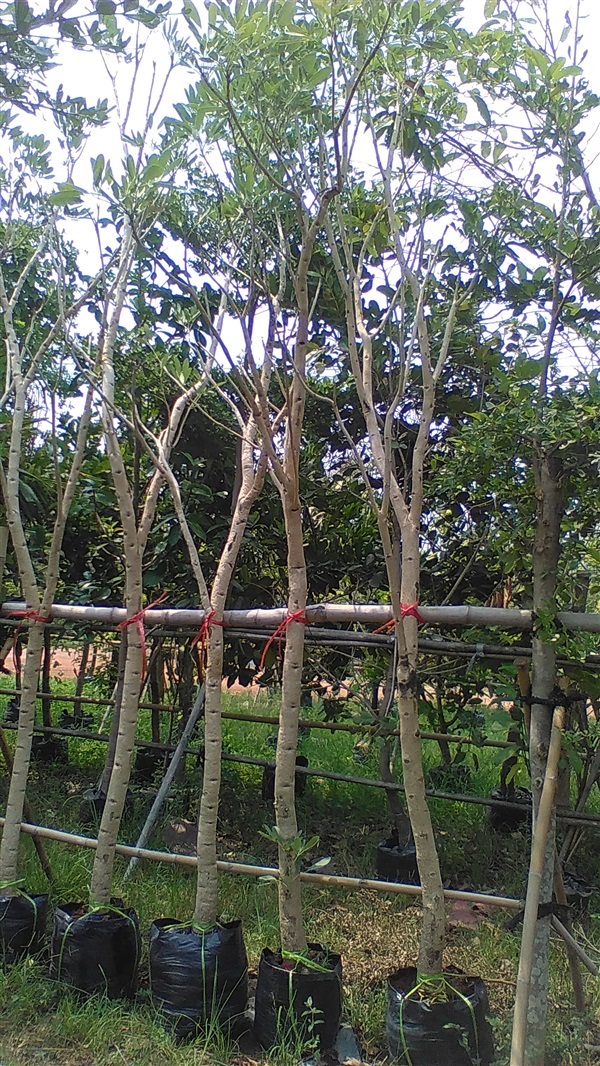 ต้นเหลืองปรีดียาธร | น้องโชกุลพันธุ์ไม้้ - เมืองปราจีนบุรี ปราจีนบุรี