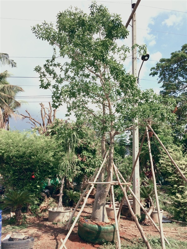 ต้นเบาบับ,ต้นมหาสมบัติ | สวนไม้ ลุงวิรัช - บางมูลนาก พิจิตร