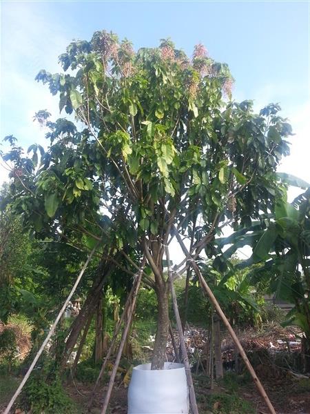 ต้นเกาลัด | ดิเรก บ้านดงบัง -  ปราจีนบุรี