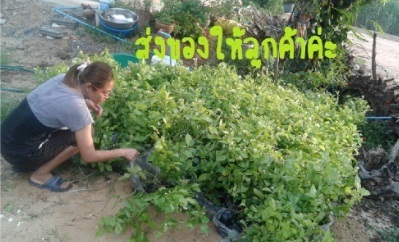 มะลิพันธ์ราษฎบูรณะ | ศตพรพันธุ์มะลิ - บ้านค่าย ระยอง