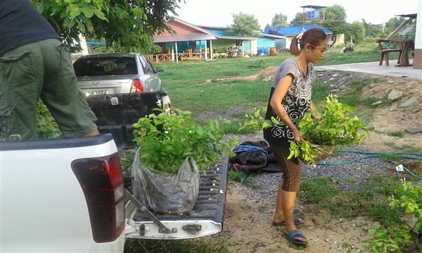 ของที่ส่งให้ลูกค้า | ศตพรพันธุ์มะลิ - บ้านค่าย ระยอง