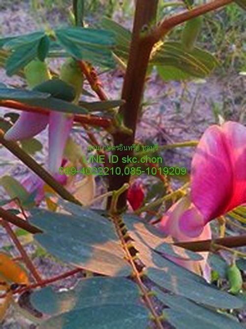 ขายต้นดอกแคสีชมพู | สวนเกษตรอินทรีย์ - พนัสนิคม ชลบุรี