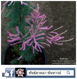 Tamarix ramosissima | พันธุ์ดาหลา - เมืองเชียงใหม่ เชียงใหม่