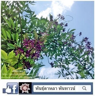 วิสทีเรียดอกสีม่วง | พันธุ์ดาหลา - เมืองเชียงใหม่ เชียงใหม่