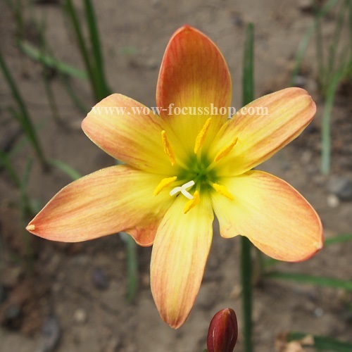 บัวดินสายพันธุ์ Z.Bright Eye กลีบดอกสีส้มสด โคนดอกสีเหลือง | proud garden - เมืองนครปฐม นครปฐม