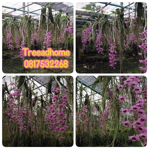 สายน้ำครั่ง Dendrobium parishii สายน้ำครั่งสั้น | TreeAdHome - สามพราน นครปฐม