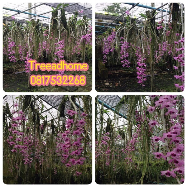 สายน้ำครั่ง Dendrobium parishii สายน้ำครั่งสั้น