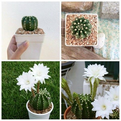 Echinopsis | ขายกระบองเพชร - บางใหญ่ นนทบุรี