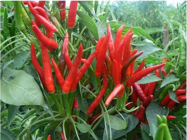 พริกช่อจีน - Chinese High Yield Hot Pepper | สกายสแครปเปอร์ - เมืองสมุทรปราการ สมุทรปราการ