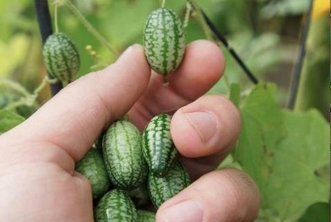 แตงกวาเม็กซิกัน - Mexican Sour Gherkin | สกายสแครปเปอร์ - เมืองสมุทรปราการ สมุทรปราการ