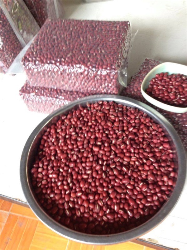 ถั่วแดงญี่ปุ่น ถั่วอะซูกิ อะซึกิ azuki bean 