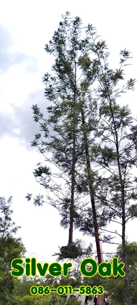 ขายต้นซิลโอค 4นิ้ว สูง 6เมตร ฟอร์มสวย | จริงใจไม้มงคล แอนด์ แลนด์สเคป - ลำลูกกา ปทุมธานี