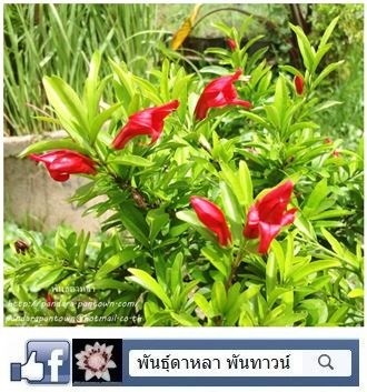 ทับทิมมังกร