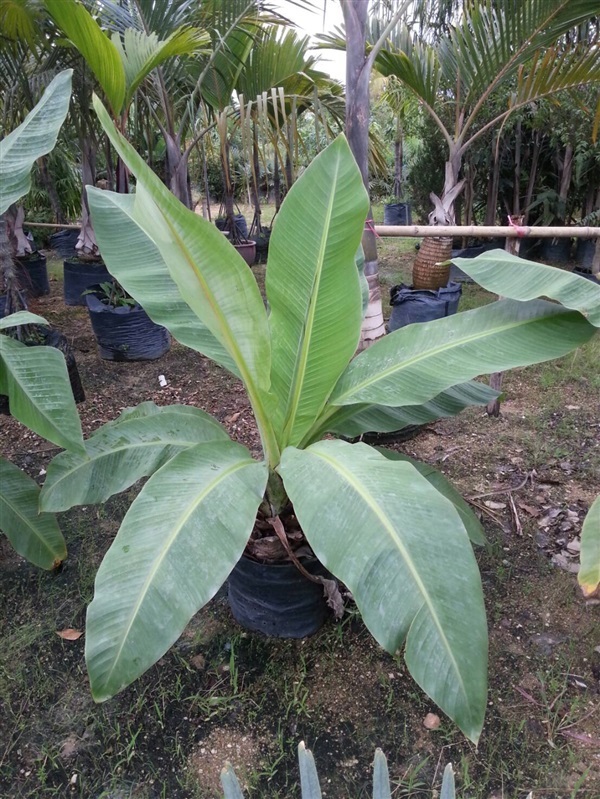 กล้วยผา | คงมั่นการ์เด้น พัทยา ชลบุรี - บางละมุง ชลบุรี
