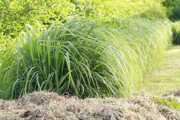 ต้นพันธุ์ตะไคร้หอม (Citronella Grass Plants) | บ้านไร่แทนไท - ปากช่อง นครราชสีมา