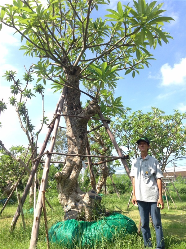 ต้นลีลาวดีA32 | แสงเจริญ ลีลาวดี - เมืองอุบลราชธานี อุบลราชธานี