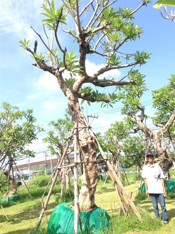 ต้นลีลาวดีA31  | แสงเจริญ ลีลาวดี - เมืองอุบลราชธานี อุบลราชธานี