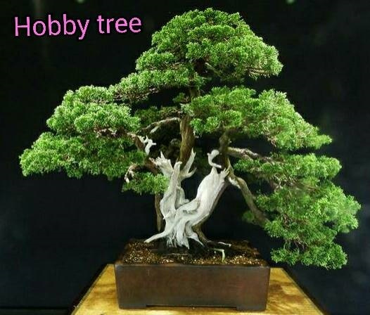 Itoigawa Shimpaku | hobby tree - ลำลูกกา ปทุมธานี