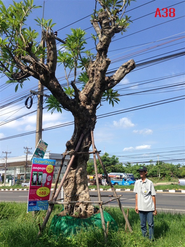 ต้นลีลาวดีA38 พันธุ์ขาวโบราณ/ดอกดำ | แสงเจริญ ลีลาวดี - เมืองอุบลราชธานี อุบลราชธานี