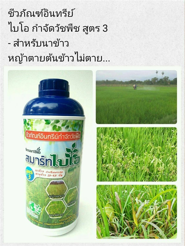 สารสกัดอินทรีย์ กำจัดวัชพืช สูตร3   ในนาข้าว 