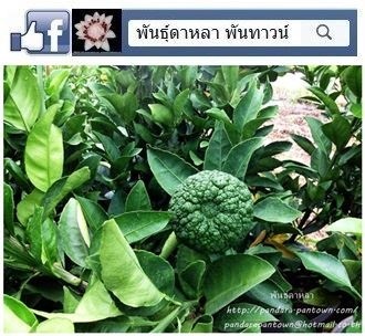 ส้มเดกโกปอง  Dekopon  | พันธุ์ดาหลา - เมืองเชียงใหม่ เชียงใหม่