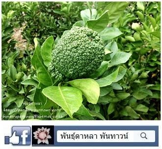 ส้มเดกโกปอง  Dekopon 