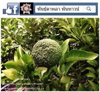 ส้มเดกโกปอง  Dekopon 