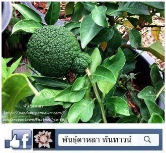 ส้มเดกโกปอง  Dekopon  | พันธุ์ดาหลา - เมืองเชียงใหม่ เชียงใหม่