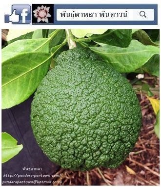 ส้มเดกโกปอง  Dekopon  | พันธุ์ดาหลา - เมืองเชียงใหม่ เชียงใหม่