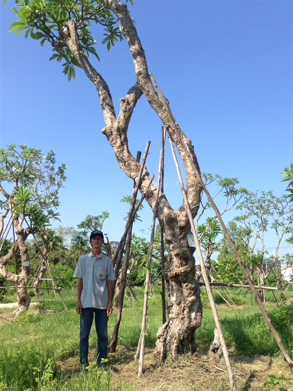 ต้นลีลาวดีA13 | แสงเจริญ ลีลาวดี - เมืองอุบลราชธานี อุบลราชธานี