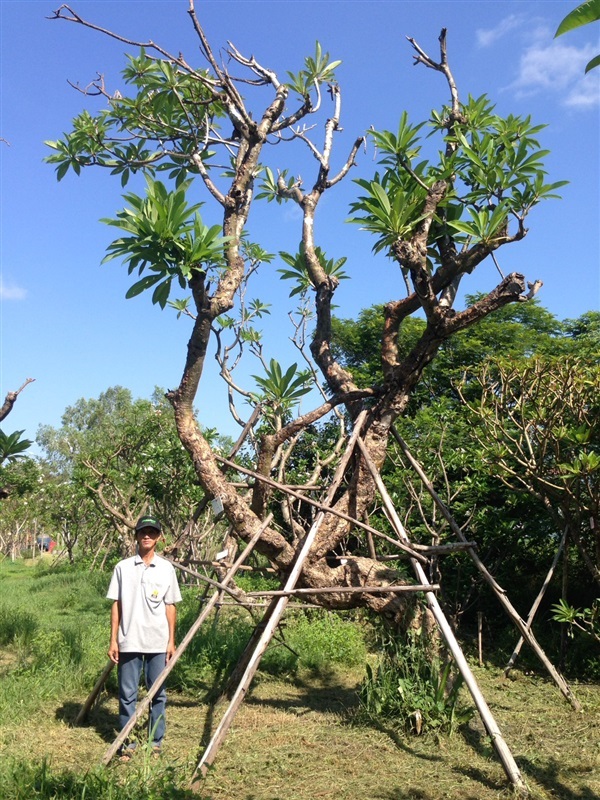 ต้นลีลาวดี A14 | แสงเจริญ ลีลาวดี - เมืองอุบลราชธานี อุบลราชธานี