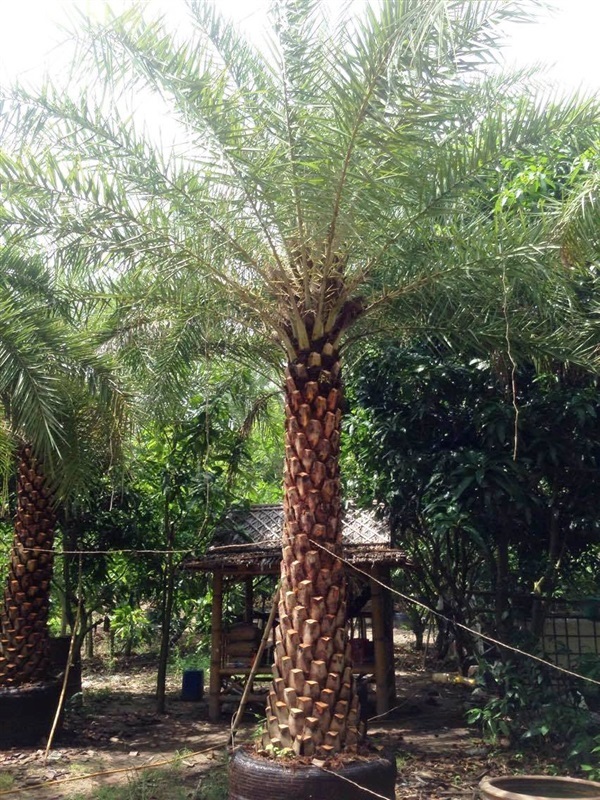 ต้นอินทผาลัม | อนันต์พันธุ์ไม้ - เมืองปราจีนบุรี ปราจีนบุรี
