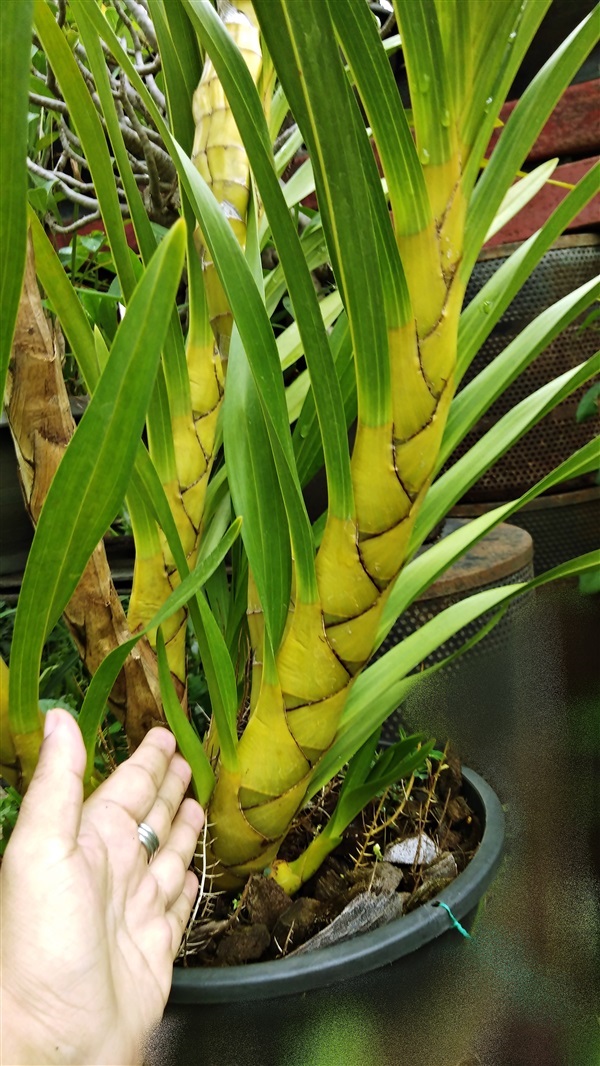 กล้วยไม้ | สวนชวนชมออนไลน์ -  กรุงเทพมหานคร