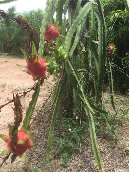 แก้วมังกร ขาว | ภูแสนสุข - สามชุก สุพรรณบุรี