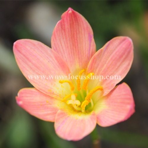 บัวดิน Z.Karakatau กลีบดอกสีส้มอมชมพู สวยหวานมากๆ ค่ะ | proud garden - เมืองนครปฐม นครปฐม