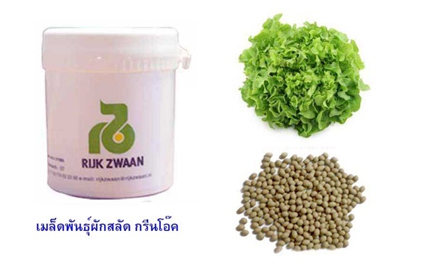 เมล็ดพันธุ์ ผักสลัด กรีนโอ๊ค ขนาดบรรจุ 100 เมล็ด 