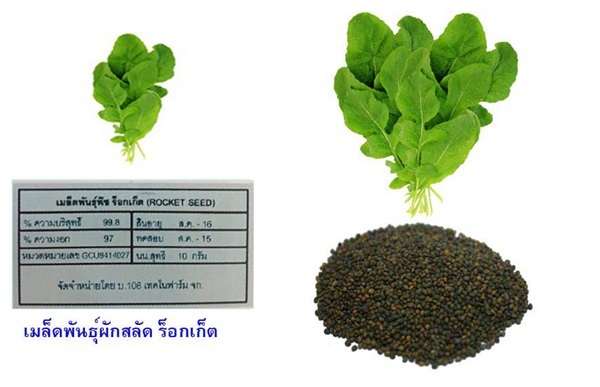 เมล็ดพันธุ์ ผักสลัด ร็อกเก็ต ขนาดบรรจุ 10 กรัม | ศรแดงการเกษตร - เมืองอ่างทอง อ่างทอง