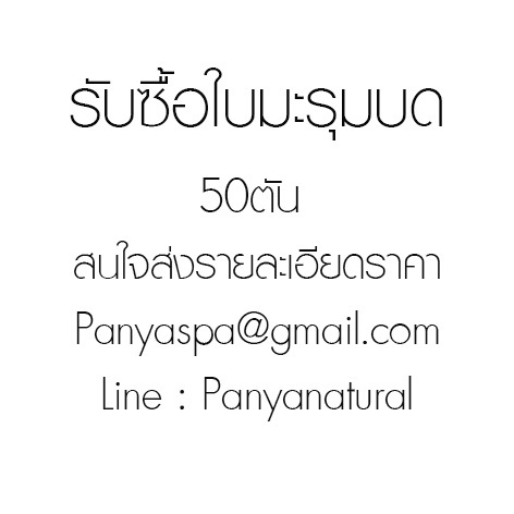รับซื้อใบมะรุมบด | Panyaspa - วัฒนา กรุงเทพมหานคร