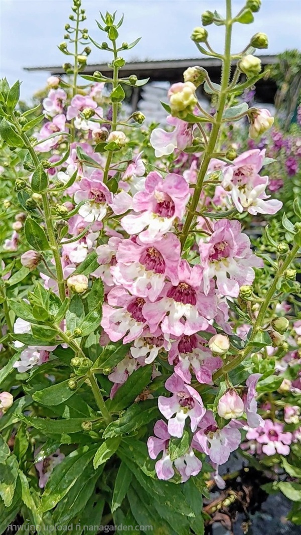 "Big Bicolor Pink" กระถาง 11 นิ้ว (กทม)    | Kiattisak Pailay - บางกอกน้อย กรุงเทพมหานคร