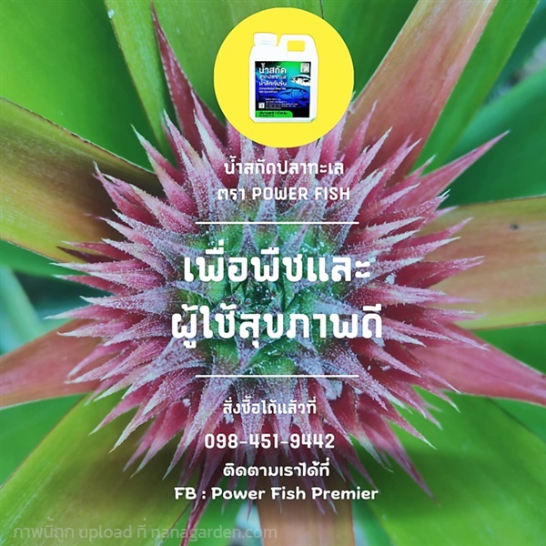 POWER FISH (น้ำสกัดปลา สำหรับพืช) | Power Fish Premier  - บางบ่อ สมุทรปราการ
