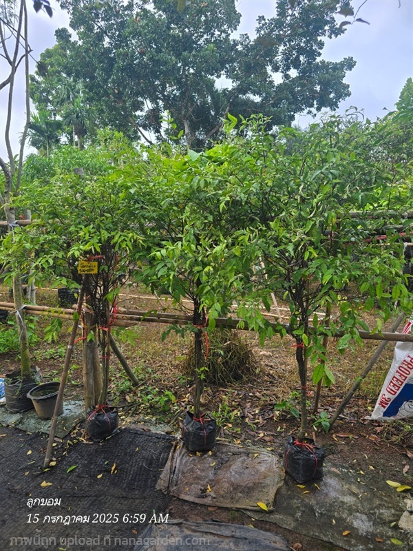 โมกด่าง สูง1.5ม. | สวนป้านิตย์ ปราจีนบุรี - เมืองปราจีนบุรี ปราจีนบุรี