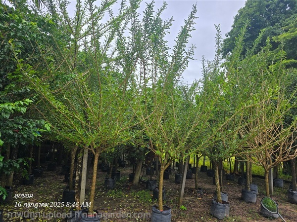 น้ำเต้าผูกโบว์ 3"+ | สวนป้านิตย์ ปราจีนบุรี - เมืองปราจีนบุรี ปราจีนบุรี