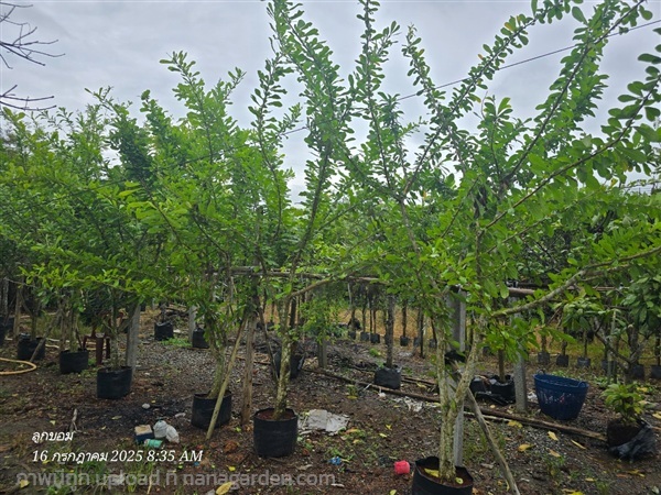 น้ำเต้าอินเดีย 3"+ | สวนป้านิตย์ ปราจีนบุรี - เมืองปราจีนบุรี ปราจีนบุรี