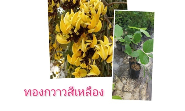 ต้นทองกวาวสีเหลือง | สวนพิจิตรา พันธุ์ไม้ (ปราจีนบุรี) - เมืองปราจีนบุรี ปราจีนบุรี